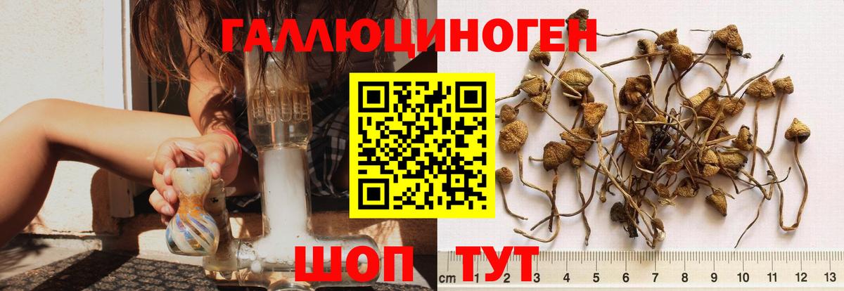 Тверь  Псилоцибиновые грибы MAGIC MUSHROOMS  Вход с VPN  Галлюциногенные грибы MAGIC MUSHROOMS 